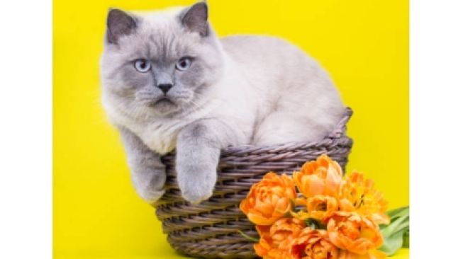 5 Jenis Makanan yang Tidak Boleh Dimakan Kucing Peliharaan