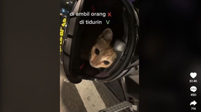 Helm ditinggal di parkiran motor, malah dijadikan tempat tidur kucing. [TikTok] 