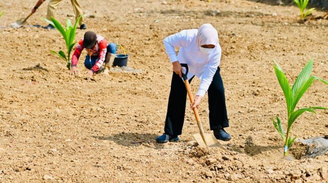 Ibu Negara Iriana Jokowi saat tengah menanam batang kelapa genjah di Desa Sanggang, Sukoharjo, Jawa Tengah, Kamis (11/8/2022). (Rusman - Biro Pers Sekretariat Presiden)