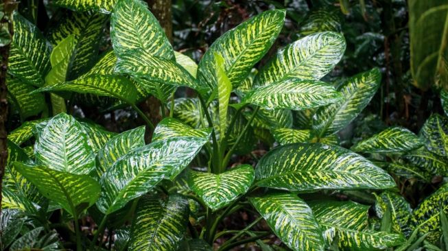 Surga Aglaonema! Inilah Taman di Jogja yang Wajib Dikunjungi Kolektor Tanaman Hias