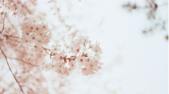 Ilustrasi bunga sakura (Pexels/sl wong)