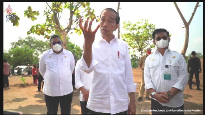 Kembangkan Penanaman Kelapa Genjah, Cara Jokowi Hindari Krisis Pangan Global