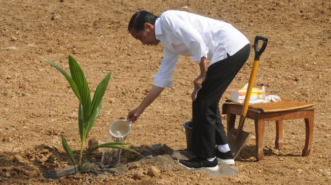 Presiden Joko Widodo menyirami pohon kelapa genjah yang ditanamnya di lahan pertanian Giriroto, Ngemplak, Boyolali, Jawa Tengah, Kamis (11/8/2022). ANTARA FOTO/Aloysius Jarot Nugroho