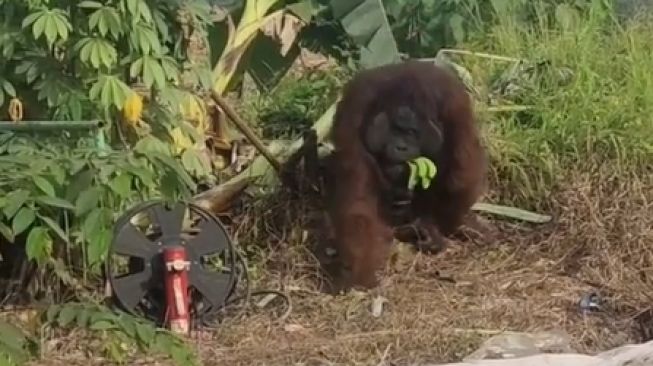 BKSDA Kaltim Selidiki Kemunculan Orang Utan di Jalan Raya Bengalon Kutim