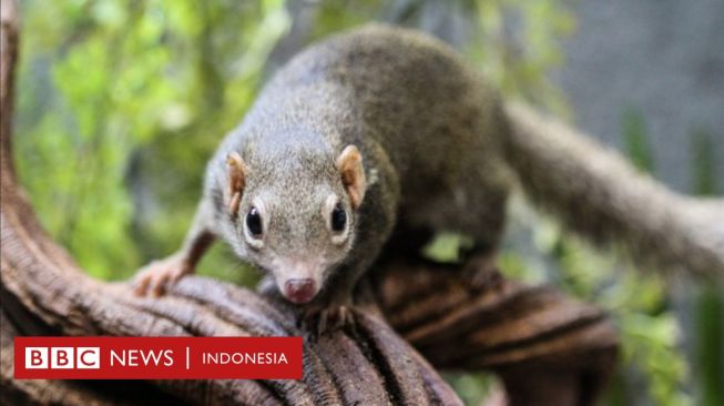 Langya: Virus Baru Menginfeksi 35 Orang di Timur China