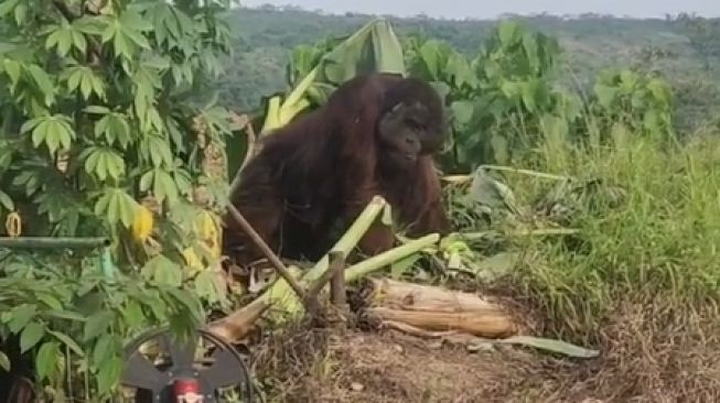 Pekerja Proyek Syok Tendanya Didatangi Orang Utan, Publik Sindir Perusakan Alam