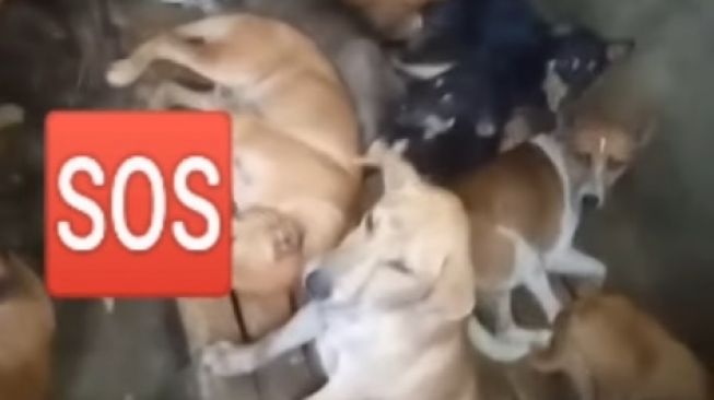 Puluhan Anjing Dikurung di Rumah Penampungan di Kota Padang, Diduga Akan Disembelih