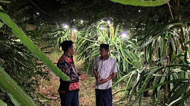 Terang Cahaya PLN Membuat Petani Buah Naga di Sinjai Raup Laba Berkali Lipat