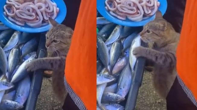 Ala-ala Mission Impossible, Kucing Ini Jadi Sorotan saat Ambil Ikan di Pasar