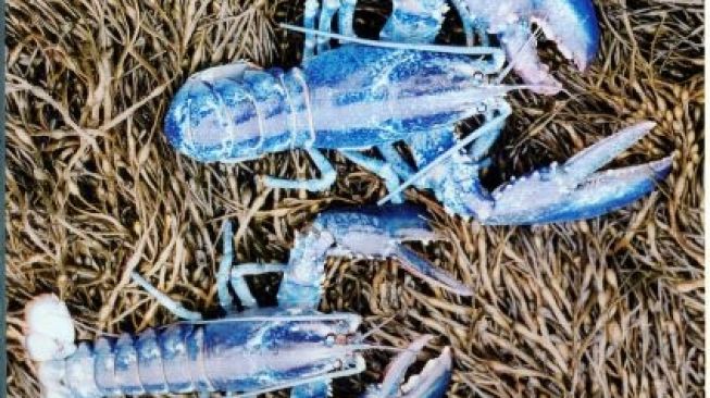 Ayah dan Anak Menangkap Lobster Langka