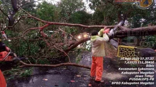 Hujan Deras Disertai Angin Terjang Sukomoro Magetan, Pohon Bertumbangan Tutupi Jalan