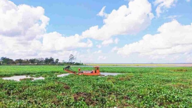 Limbah Eceng Gondok Menumpuk? Bisa kok Dimanfaatkan