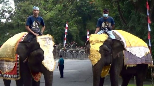 Gajah Hingga Trenggiling di Bali Ikut Upacara Hari Kemerdekaan RI