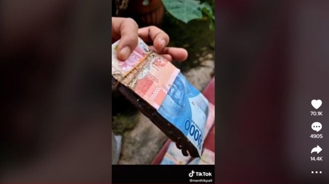 Uang tabungan dimakan rayap. [TikTok]