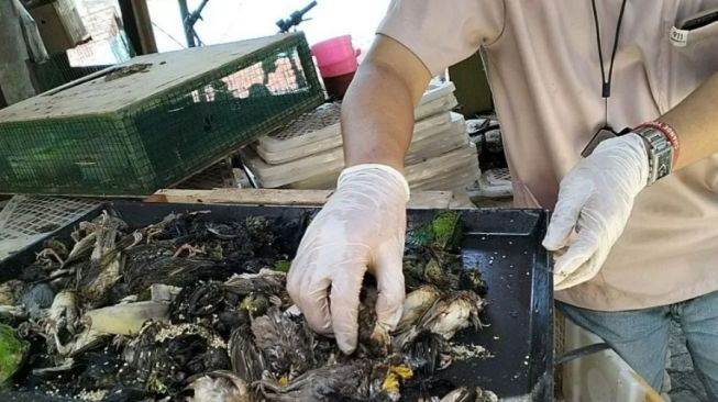 Penyelundupan 4.228 Ekor Burung Ilegal dari Kalimantan Berhasil Digagalkan Gakkum KLHK