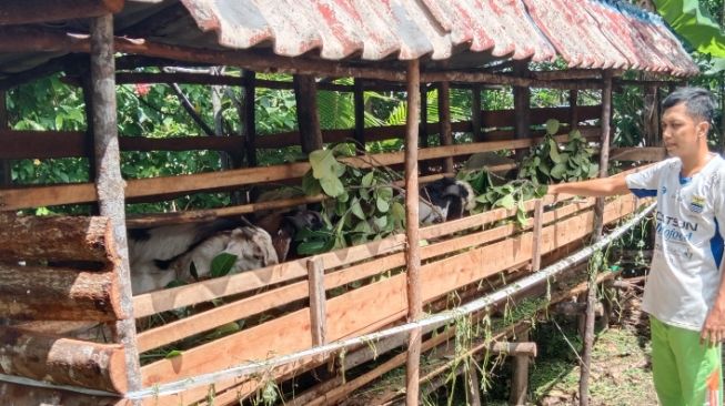 Bukan karena PMK, Ini Hasil Dianogsa DP2KH pada 9 Kambing yang Mati Mendadak di Tanjungpinang