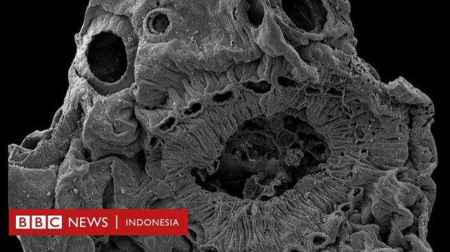 Misteri Makhluk Berusia Setengah Miliar Tahun Tanpa Anus Terpecahkan