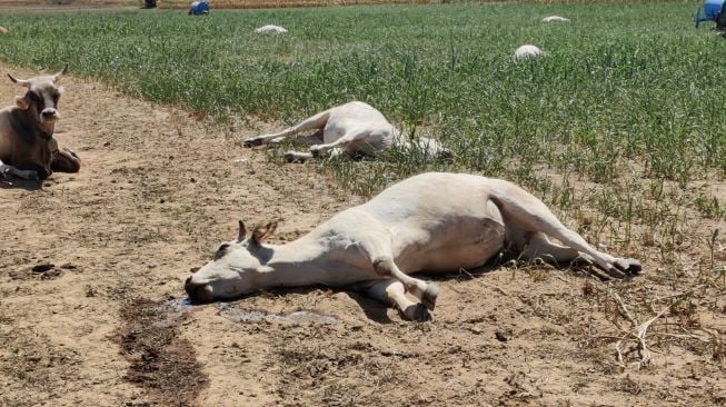 Foto menunjukkan sekawanan sapi yang mati akibat racun di sebuah peternakan di Sommariva del Bosco, Turin, Italia, dirilis hari Kamis (18/8/2022). [Instituto Zooprofilattico Sperimentale del Piemonte Liguria e Valle d'Aosta / AFP]
