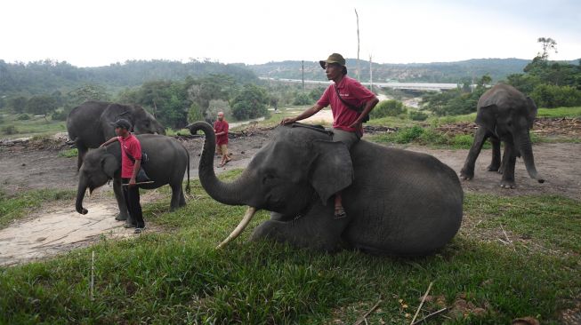 Petugas melatih gajah di Pusat Konservasi Gajah Minas, Riau, Kamis (18/8/2022). [ANTARA FOTO/Akbar Nugroho Gumay/rwa]
