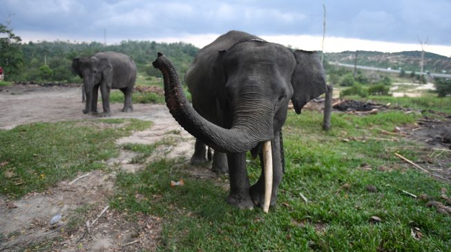 Dua gajah melintas di Pusat Konservasi Gajah Minas, Riau, Kamis (18/8/2022). [ANTARA FOTO/Akbar Nugroho Gumay/rwa]