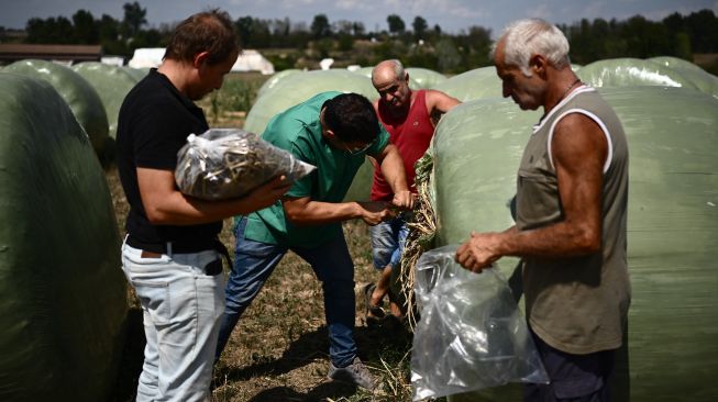 Petugas kesehatan mengumpulkan sampel tanaman sorgum untuk uji laboratorium di sebuah peternakan di Sommariva del Bosco, Turin, Italia, Selasa (16/8/2022). [MARCO BERTORELLO / AFP]