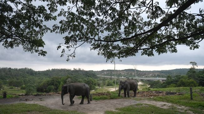 Dua gajah melintas di Pusat Konservasi Gajah Minas, Riau, Kamis (18/8/2022). [ANTARA FOTO/Akbar Nugroho Gumay/rwa]