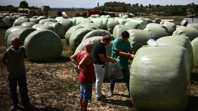 Petugas kesehatan mengumpulkan sampel tanaman sorgum untuk uji laboratorium di sebuah peternakan di Sommariva del Bosco, Turin, Italia, Selasa (16/8/2022). [MARCO BERTORELLO / AFP]