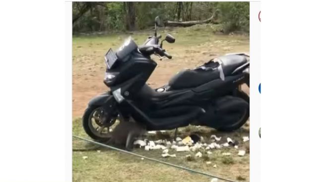 Jok Yamaha NMAX rusak gegara dimakan hewan satu ini (Insagram)