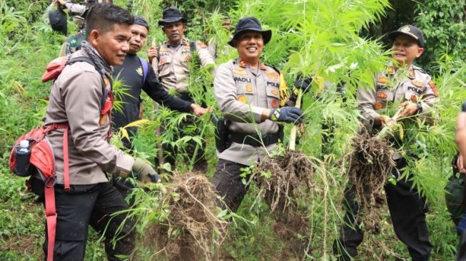 Petani Aceh Diringkus Gegara Tanam 1.500 Pohon Ganja