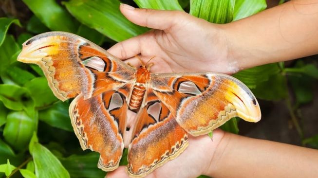 Ngengat Atlas (nama Latin: Attacus atlas), salah satu spesies terbesar dan tidak dinyana bisa ditemukan di Amerika Serikat [Cocos.Bounty/Shutterstock via IFL Science].