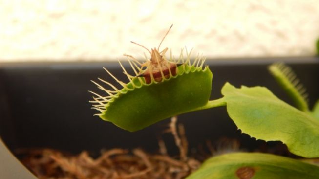 Ciri Khas Venus Flytrap, Tanaman Karnivora Pemakan Serangga