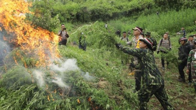 Wihh! 25 Ton Ganja Dimusnahkan Polda Aceh