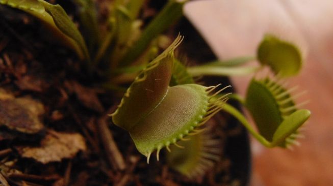 Venus flytrap, tumbuhan pemakan serangga (Pixabay/Allan lecoallan)