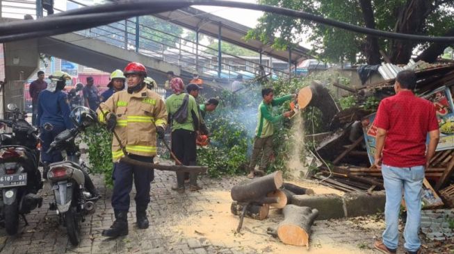 Petugas Gulkarmat Jakarta Timur mengevakuasi pohon beringin tumbang di Cawang, Jakarta, Minggu (21/8/2022). [ANTARA/HO-Gulkarmat Jakarta Timur]
