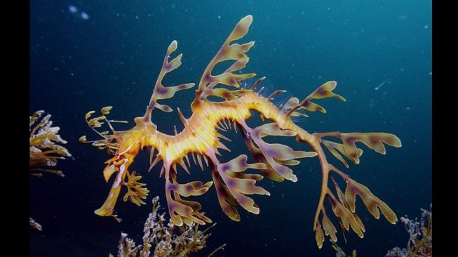 Naga laut berdaun (Leafy seadragon). [Wikipedia]