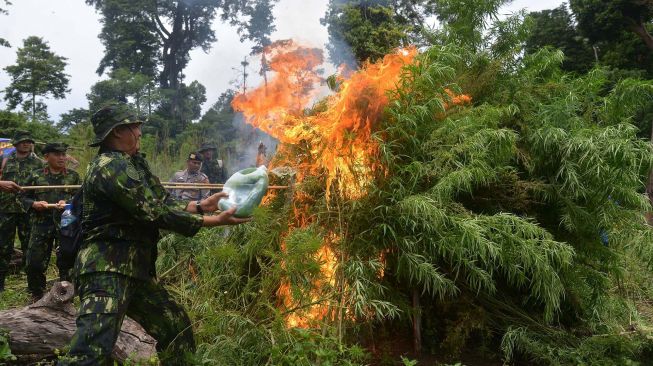 Petugas Badan Narkotika Nasional Provinsi (BNNP) Aceh bersama TNI dan Polri memusnahkan tanaman ganja dengan cara dibakar di kawasan pegunungan Seulawah, Kabupaten Aceh Besar, Aceh, Senin (22/8/2022).  ANTARA FOTO/Ampelsa
