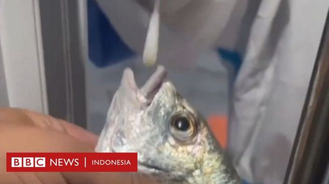 Ikan dan Kepiting Diwajibkan Tes Swab Akibat Covid Meluas di China