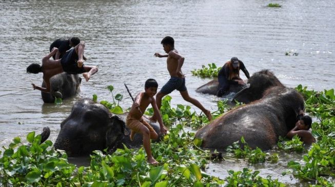 Konflik Terbesar Antara Gajah dan Manusia, Banyak Keluarga di Sri Lanka Tinggal di Pohon