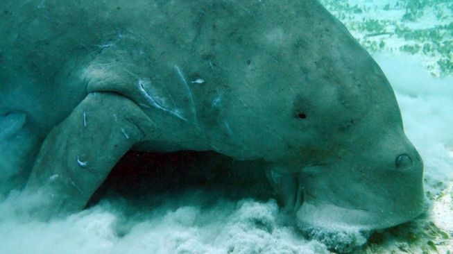 Pecinta Laut Berduka, Dugong Dinyatakan Punah