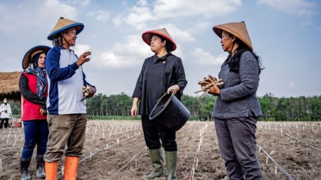 Puan Maharani Ikut Tanam Singkong Bareng Petani di Tulang Bawang