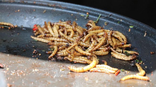 Mealworm (Pixabay)