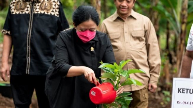 Penghijauan di Rajabasa, Puan Maharani Tanam Alpukat dan Panen Madu Lebah