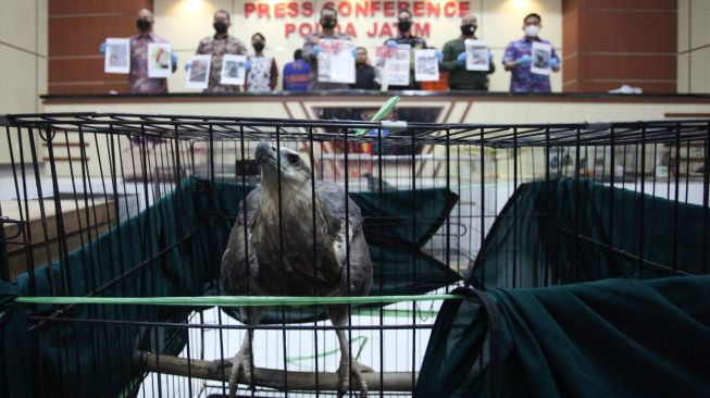 Polisi menunjukkan barang bukti saat ungkap kasus tindak pidana konservasi sumber daya alam hayati dan ekosistem di Polda Jawa Timur, Surabaya, Jawa Timur, Jumat (26/8/2022). [ANTARA FOTO/Didik Suhartono/foc]