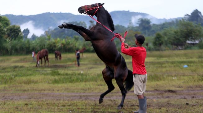 Warga melatih kuda sebelum mengikuti lomba pacuan kuda tradisional Gayo di lapangan HM Hasan, Blang Bebangka, Aceh Tengah, Aceh, Sabtu (27/8/2022). [ANTARA FOTO/Irwansyah Putra/tom]