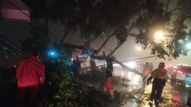 Diterjang Hujan Deras, Pohon Tumbang di Batu Tulis Bogor