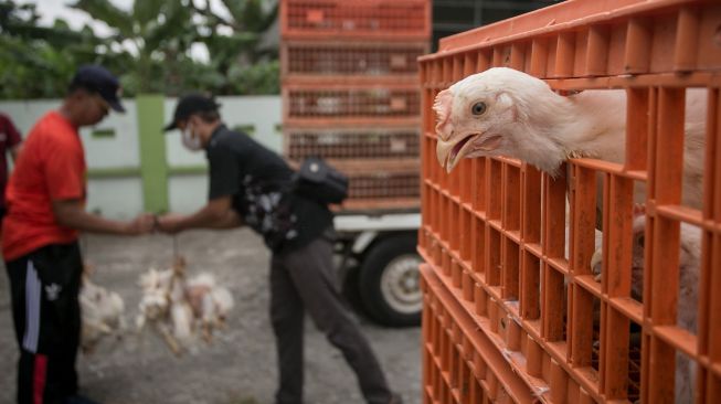 Peternak Perhimpunan Insan Perunggasan Rakyat (Pinsar) Jawa Tengah membagikan ayam gratis kepada warga pada kegiatan Baksos Ayam Broiler Gratis di Desa Bolon, Colomadu, Karanganyar, Jawa Tengah, Minggu (28/8/2022). ANTARA FOTO/Mohammad Ayudha
