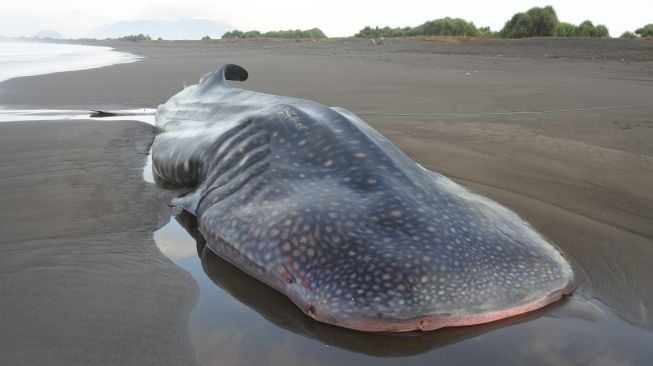 Hiu Paus atau Hiu Tutul (Rhincodon typus) mati terdampar di Pantai Dusun Bregoh, Desa Sumberejo, Ambulu, Jember, Jawa Timur, Senin (29/8/2022). ANTARA FOTO/Seno