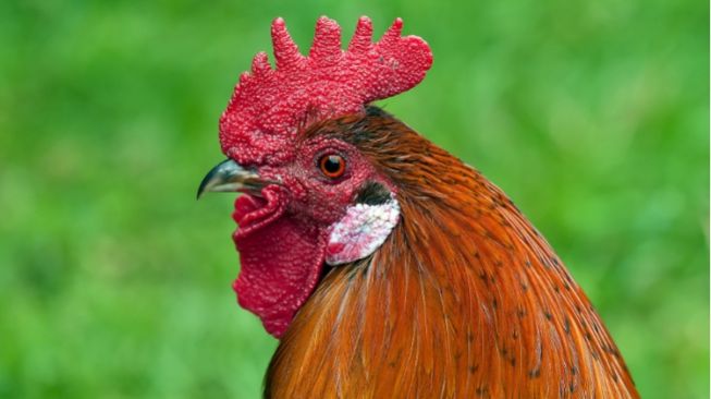Ketika Suara Ayam Berkokok di Bali Dipermasalahkan Para Tamu WNA