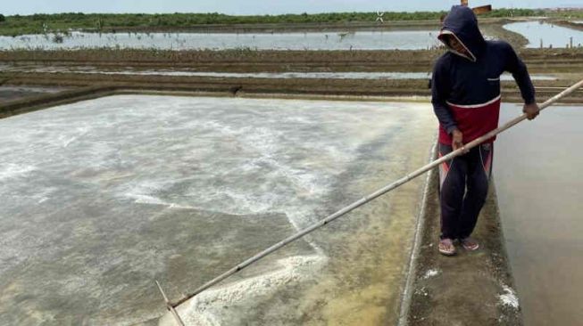 Terus Turun Drastis, Produksi Garam Rakyat Terganggu Perubahan Iklim