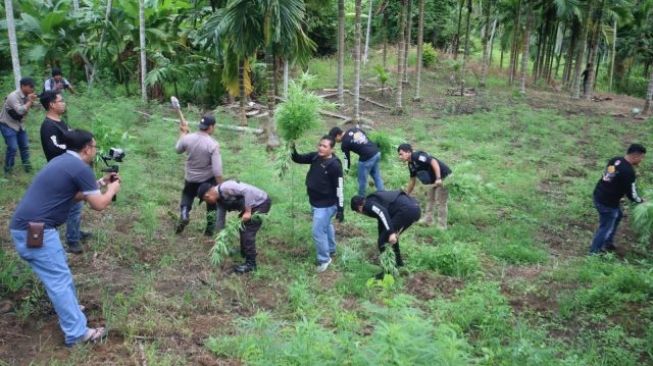 Dalami Kasus Peredaran Ganja di Serang, Polisi Temukan Ladang Ganja Seluas 3 Hektare